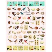 For the Birds Inchies 343